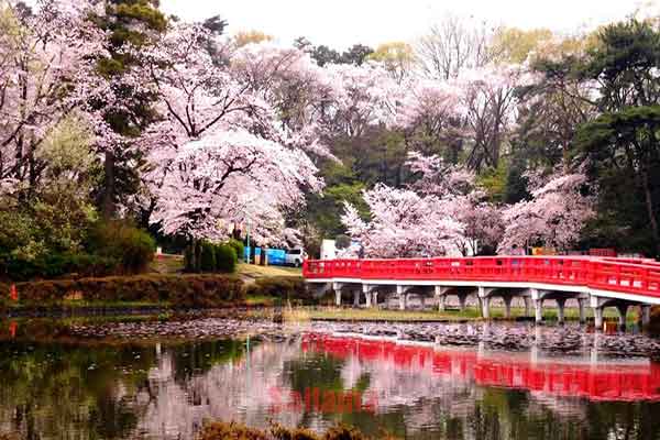 các địa điểm chụp ảnh đẹp ở Saitama