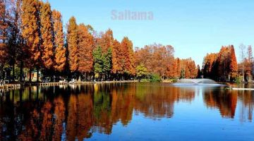 Địa điểm chụp ảnh đẹp ở Saitama