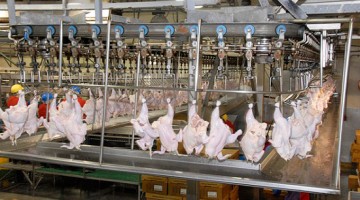 đơn hàng chế biến thịt gà xuất khẩu lao động đài loan