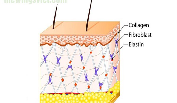 dùng collagen bị nổi mụn