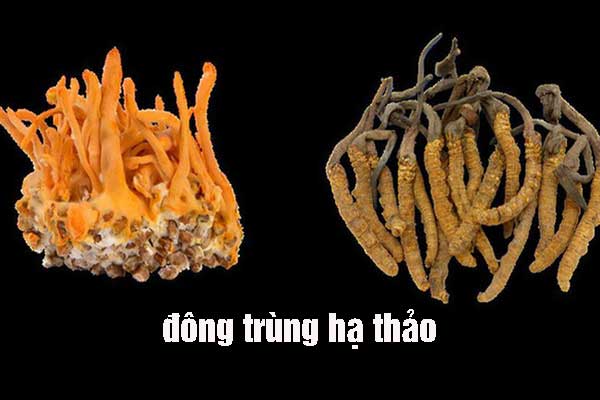 Giá đông trùng hạ thảo khô