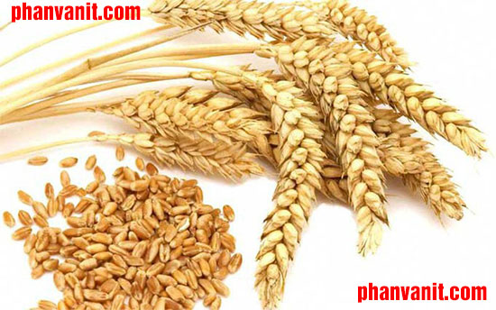 hạt ngũ cốc lúa mạch