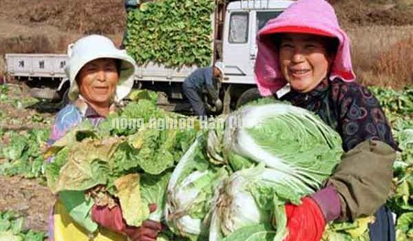 Xuất khẩu lao động nông nghiệp Hàn Quốc